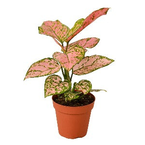 Chinese Evergreen 'Lady Valentine'