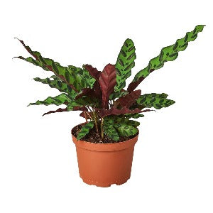 Calathea Lancifolia 'Rattlesnake' Plant