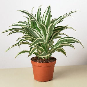 Dracaena 'Warneckii White Jewel' Plant