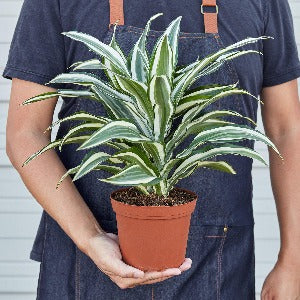 Dracaena 'Warneckii White Jewel' Plant