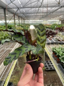 Calathea Lancifolia 'Rattlesnake' Plant