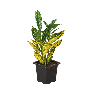 Croton 'Gold Dust'