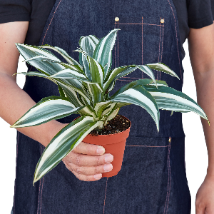 Dracaena 'Warneckii White Jewel' Plant