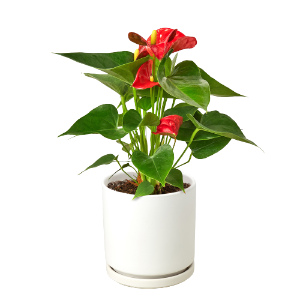 Anthurium 'Red' Plant