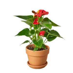 Anthurium 'Red' Plant