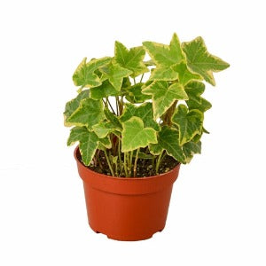 English Ivy Gold Child Plant