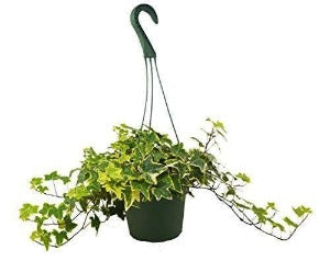 English Ivy Gold Child Plant