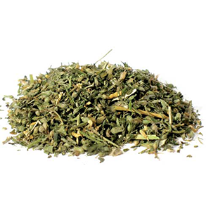 Catnip cut (Nepeta cataria) - Wiccan Place