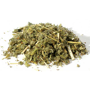Horehound cut (Marrubium vulgare) - Wiccan Place
